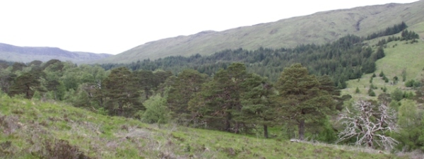 Allt Biochair
