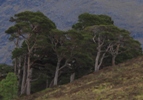 Pine