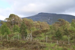Doire Darach