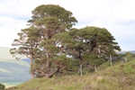 Doire Darach