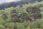 Allt Broighleachan 2010