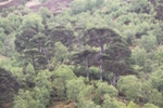 Allt Broighlecachan 2010