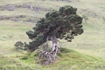 Tyndrum