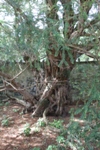 Fortingall Yew
