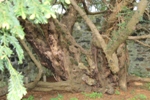 Fortingall Yew