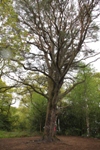 Lone Pine