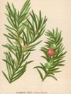 Yew tree