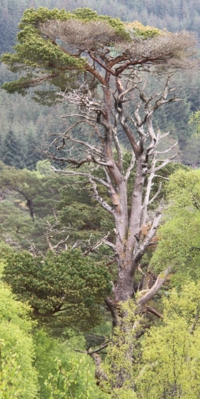 pine tree